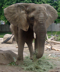 elephant