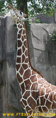 giraffe