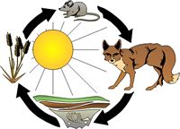 Energy flows through the food chain.